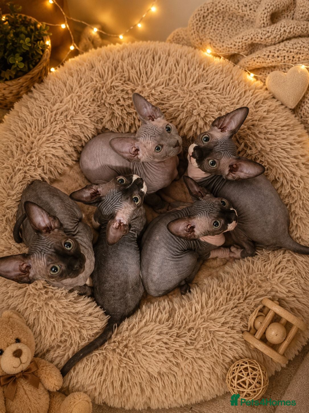Sphynx cats Sphynx Kittens Looking for Their Forever Homes - Advert 14
