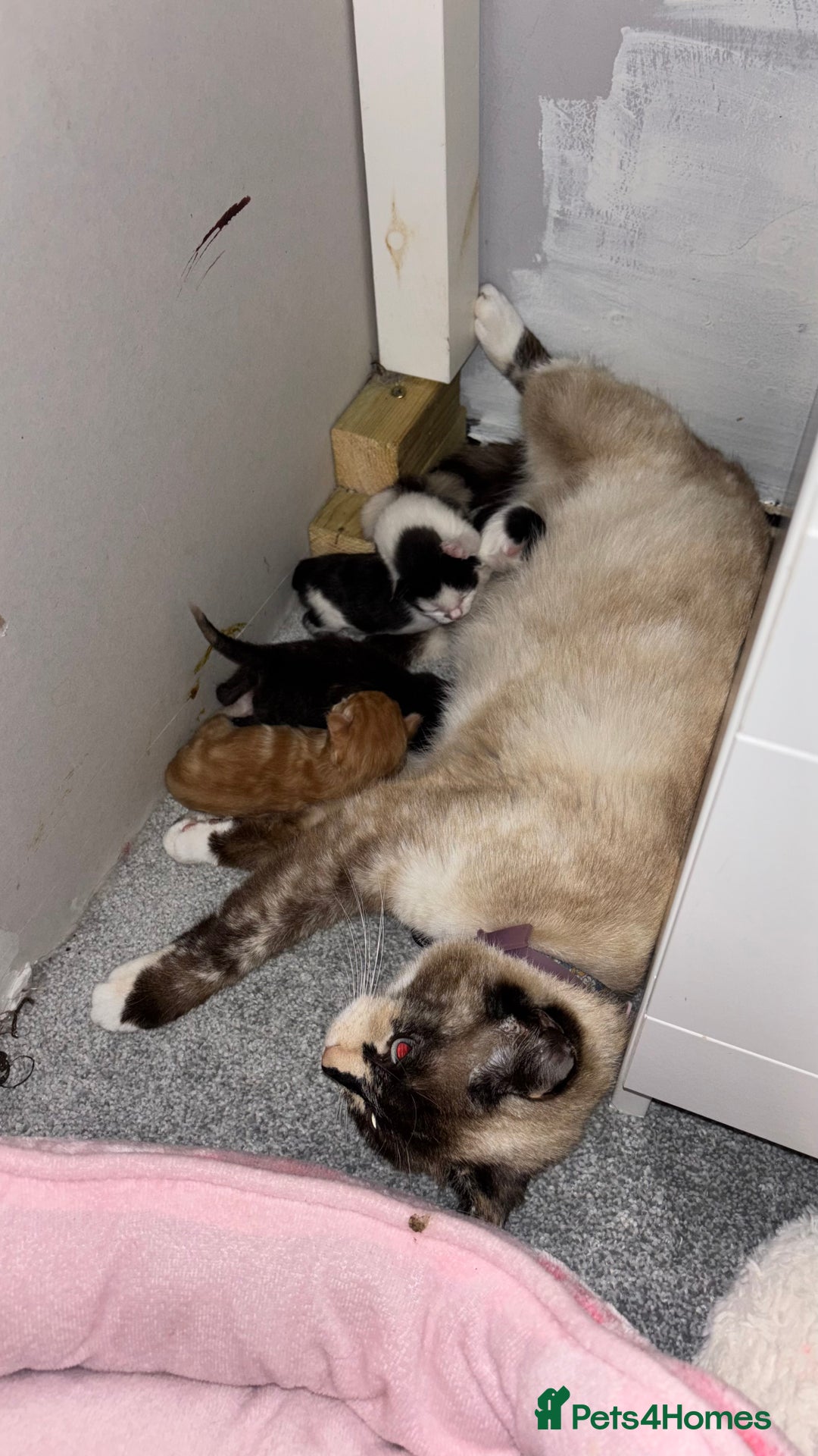 Mixed Breed cats for sale: Kittens  - Image 17