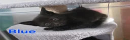 Domestic Shorthair cats for sale: ×2 Black (M) Kittens fully vax flead and dewormed - Advert 25