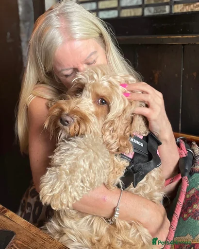 Gallery Image {{count}}