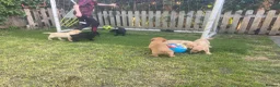 Labrador Retriever dogs for sale: Labrador puppys - Advert 4