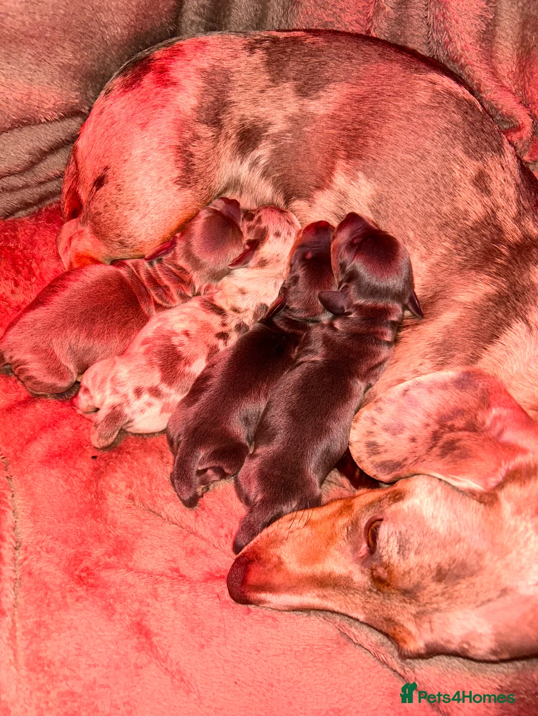 Miniature Dachshund dogs for stud: 🐾HUGO THE BOSS (KC REG & PRA CLEAR) PROVEN STUD🐾 in Manchester - Advert 18