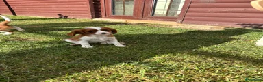 Cavalier King Charles Spaniel 5