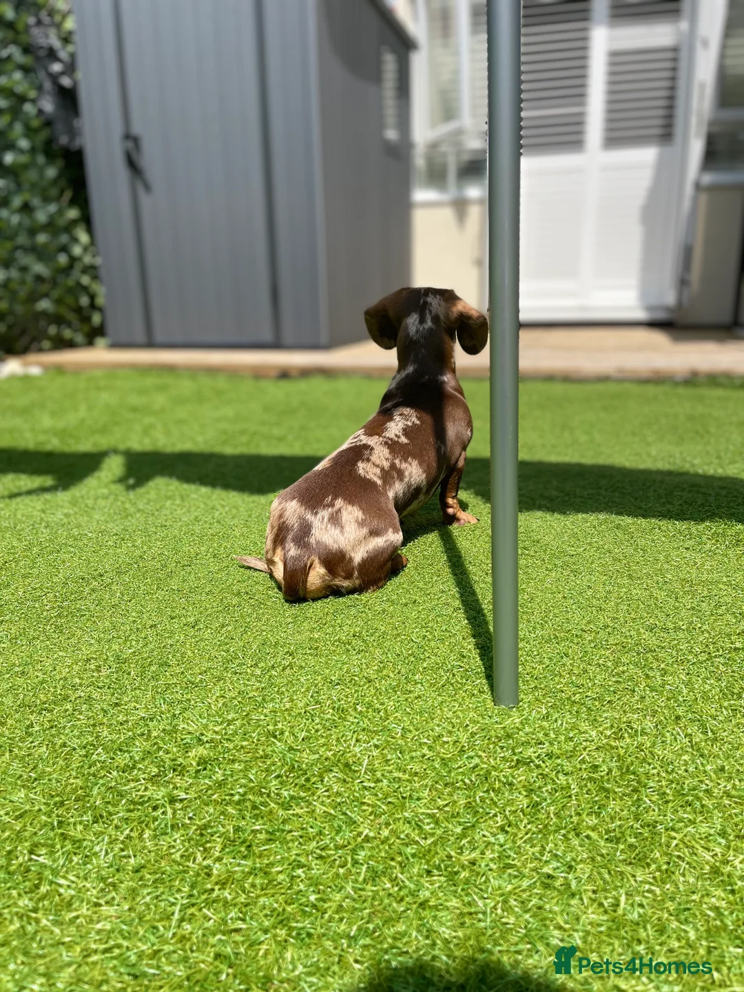 Miniature Dachshund dogs for sale: Kennel club Miniature Dachshund PRA Clear  - Advert 4