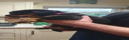Rottweiler dogs for sale: Outstanding full German champion pedigree puppies  in Solihull - Advert 23