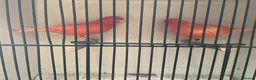 Canaries birds for sale: Red factor canaries - Advert 1