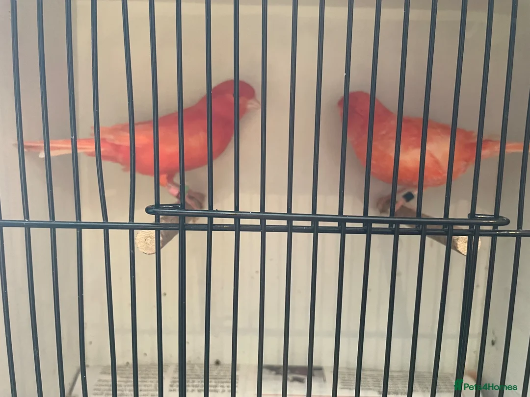 Canaries birds for sale: Red factor canaries - Advert 1