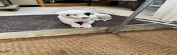 Lurcher dogs for sale: Fluffy Lurcher puppies 1 GIRL LEFT: available Sept - Advert 3