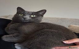 British Shorthair cats for sale: Beautiful grey female cat - Image 2