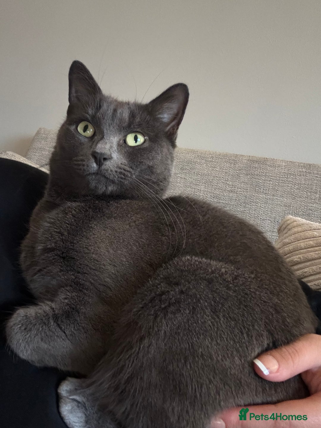 British Shorthair cats for sale: Beautiful grey female cat - Image 2