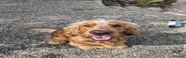 Cocker Spaniel 1