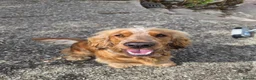 Cocker Spaniel dogs for sale: Cocker spaniel pup in Newton Abbot - Advert 2