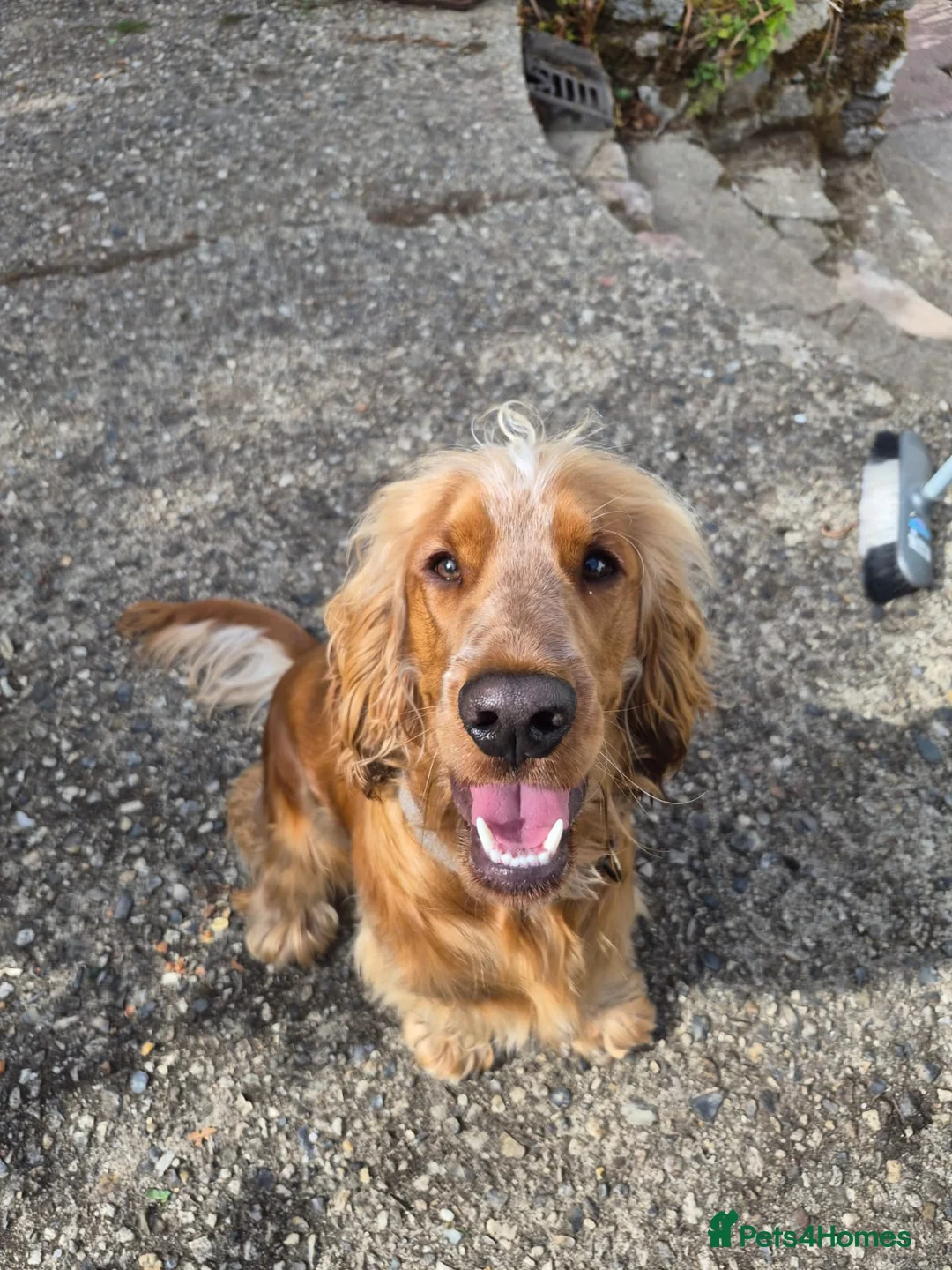 Cocker Spaniel dogs for sale: Cocker spaniel pup in Newton Abbot - Advert 2