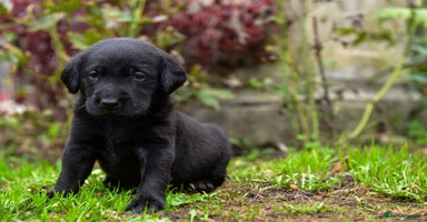 Labrador Retriever dogs - Advert 1