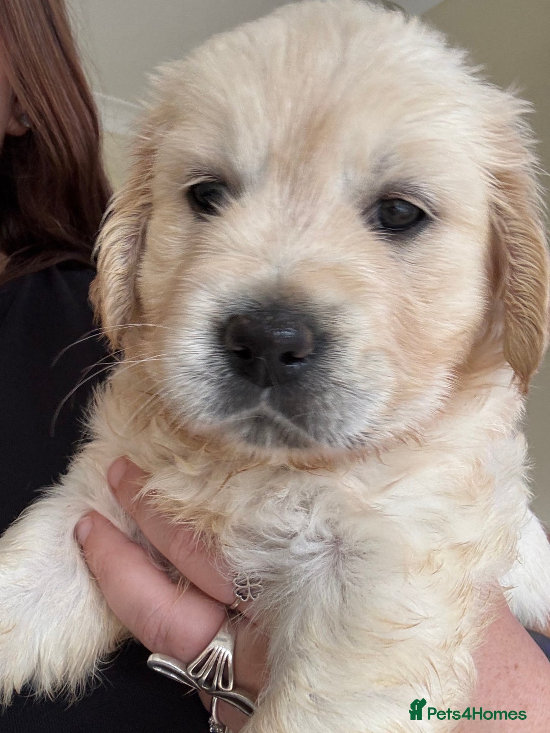 Golden Retriever dogs for sale: Two female Golden Retriever puppies left - Image 7