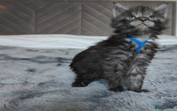 Maine Coon cats for sale: European Maine coon Kittens - Image 7