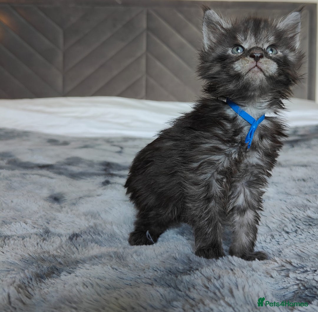 Maine Coon cats for sale: European Maine coon Kittens - Image 7