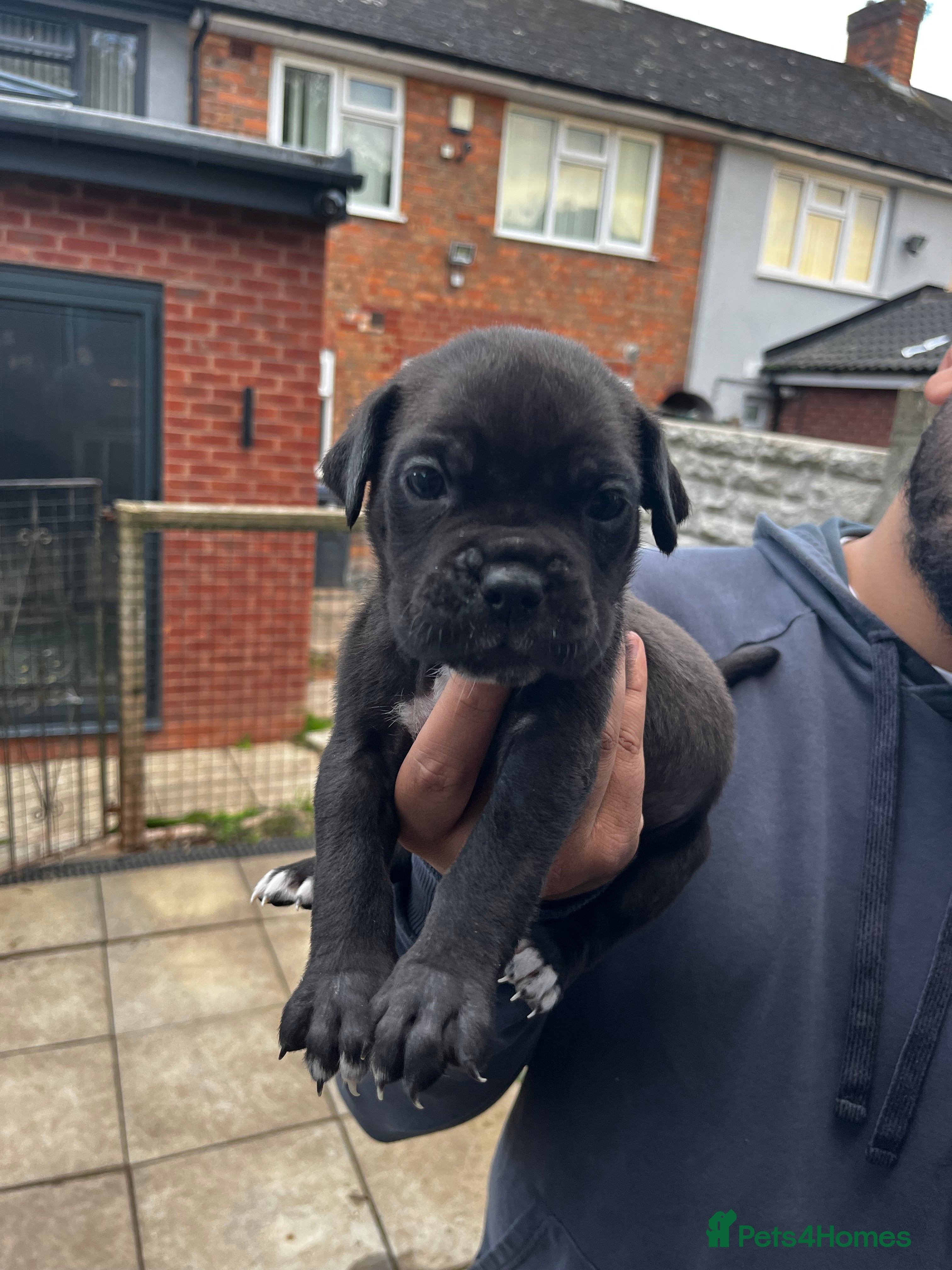 Cane Corso dogs DeBella Cane Corso Pups - Advert 2