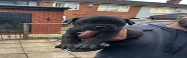 Cane Corso 3