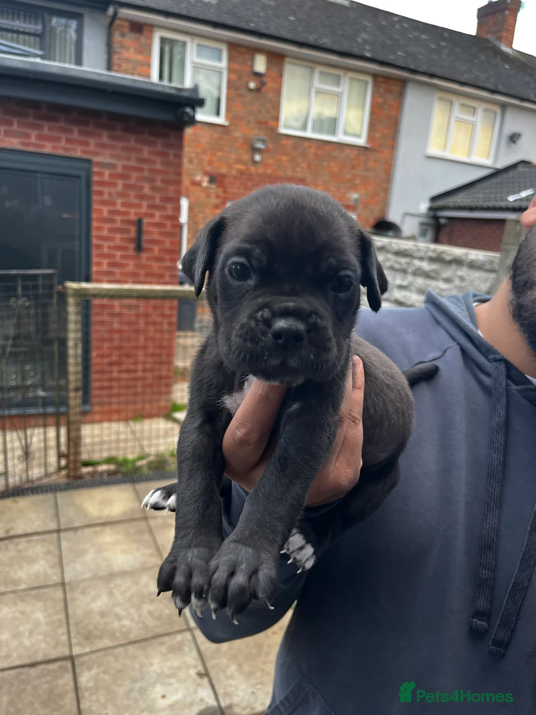 Cane Corso dogs for sale: DeBella Cane Corso Pups - Advert 2