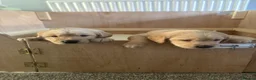 Golden Retriever dogs for sale: Beautiful Golden Retriever Puppies - Advert 4
