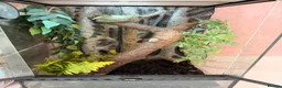 Frog reptiles for sale: White tree frog for sale in Manchester - Advert 4