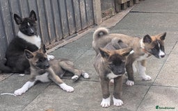 Akita dogs for sale: Akita pups READY NOW!! REDUCED  - Image 1