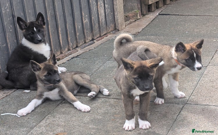 Akita dogs - Advert 4
