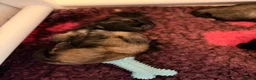 Skye Terrier dogs for sale: KC Reg Skye Terrier Cream puppies  - Advert 4
