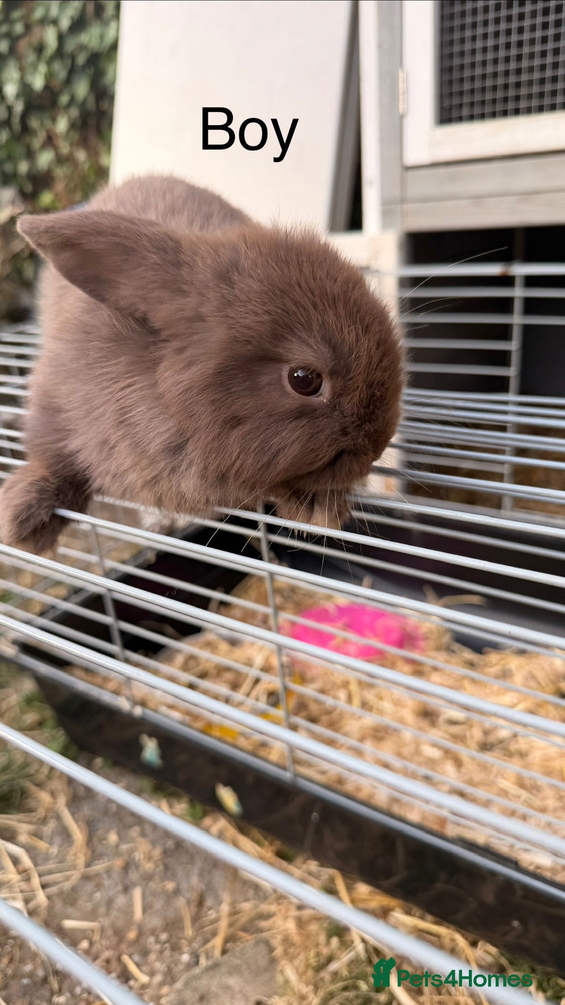 Mini Lop rabbits Mini lop Rabbit  - Advert 1