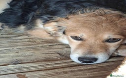 Mixed Breed dogs for adoption: Autumn - Fakenham Norfolk  - Image 5