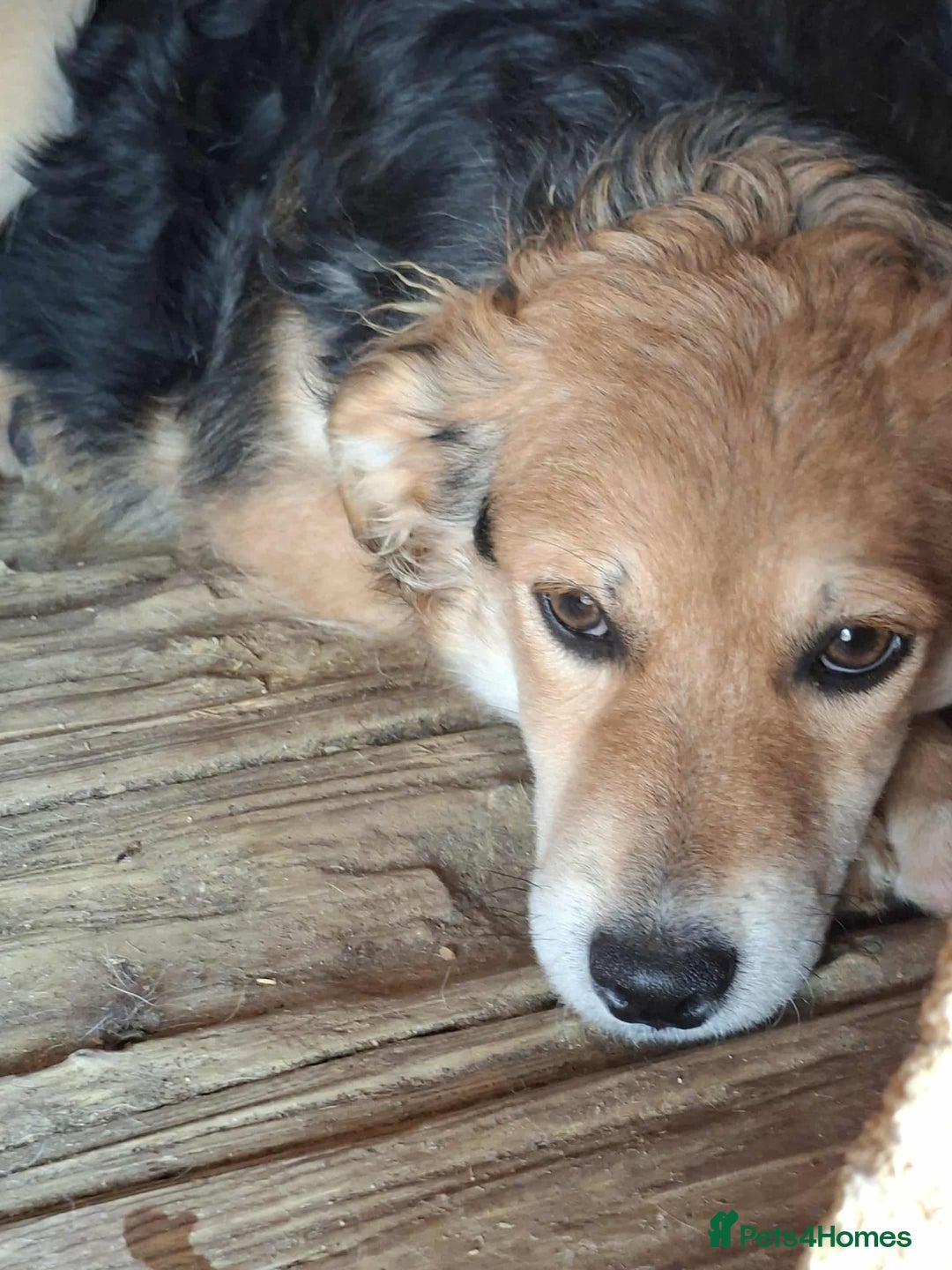 Mixed Breed dogs for adoption: Autumn - Fakenham Norfolk  - Image 5