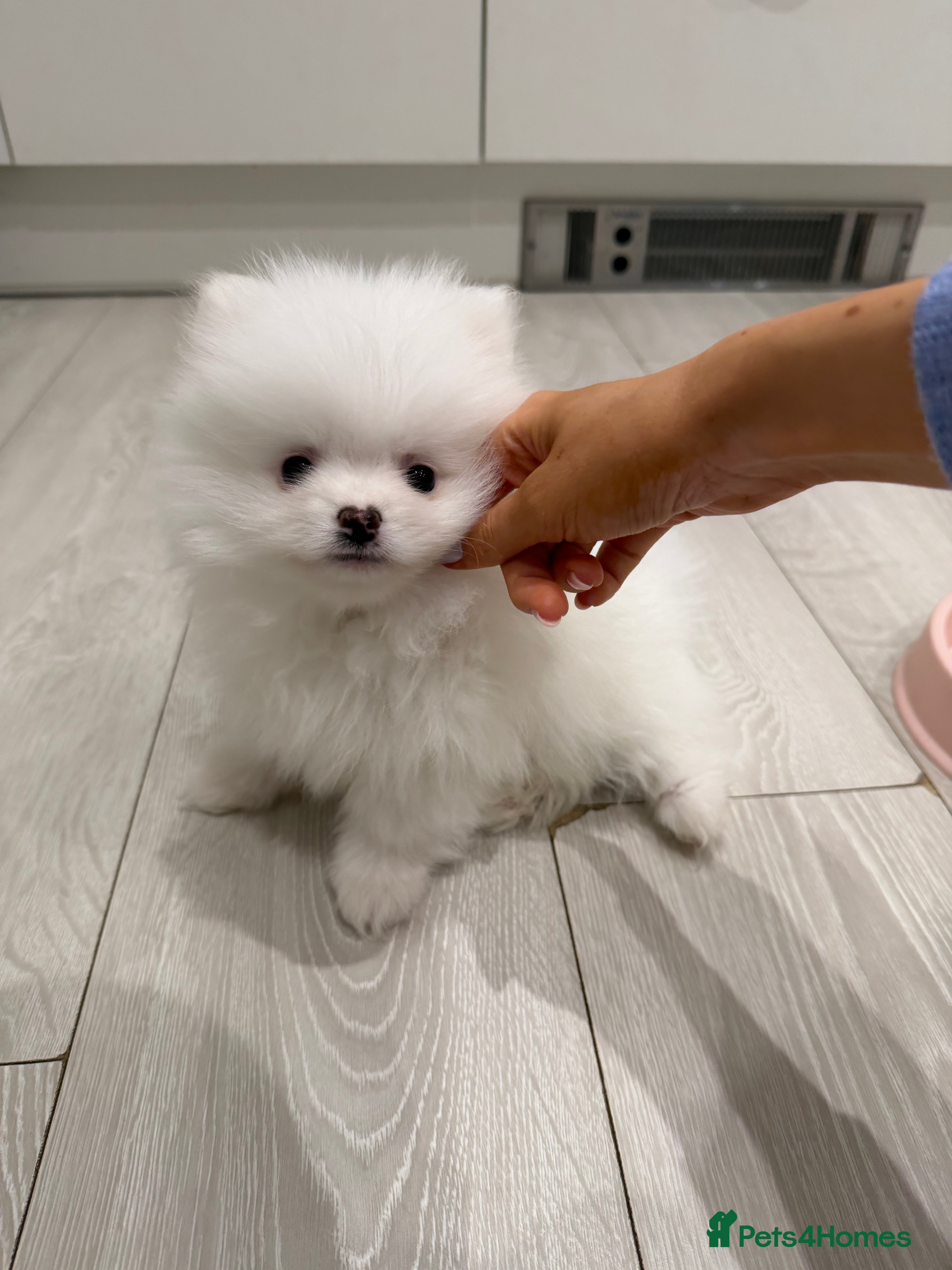 Pomeranian dogs 1 white pure bred pomerainian puppy left! - Advert 4