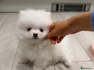 Pomeranian dogs 1 white pure bred pomerainian puppy left! - Advert 4