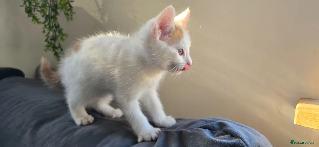 Mixed Breed cats for sale: Beautiful Kittens Looking for Their Forever Homes - Advert 2