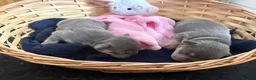 French Bulldog dogs for sale: Stunning 3rd generation French Bulldog puppies - Advert 14