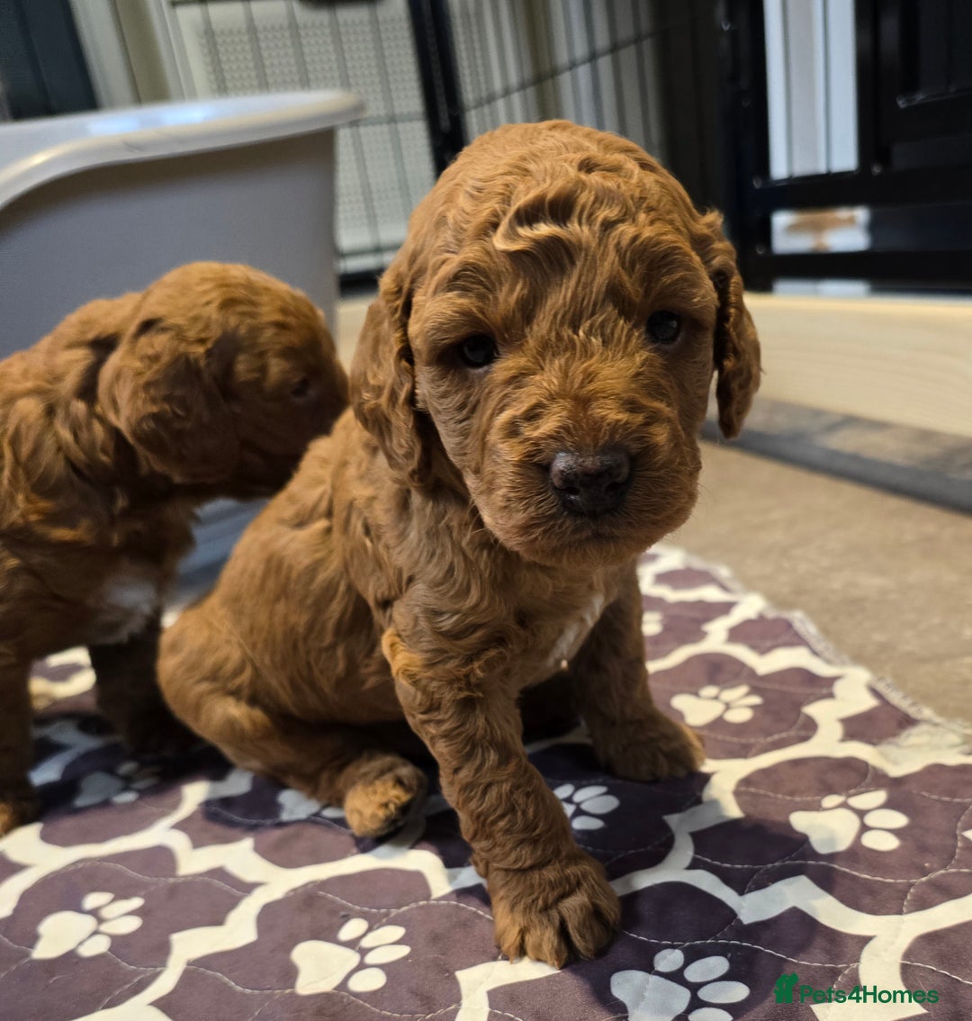 Cavapoo dogs for sale: Cavapoo puppies extensive health tested - Advert 10