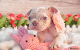 French Bulldog dogs for sale: Kc registered new shade french bulldogs - Image 7