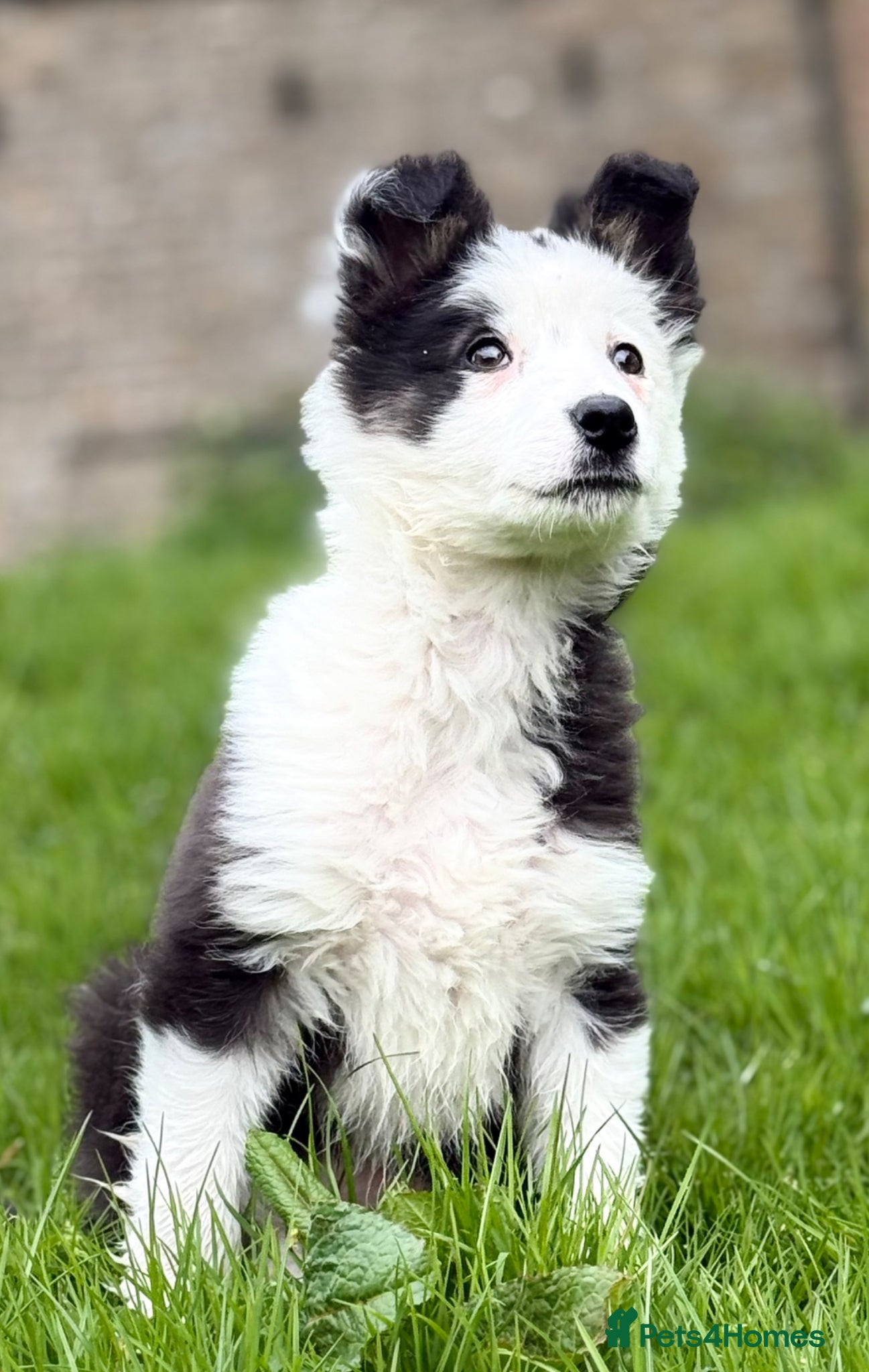 Border Collie dogs ISDS registered Beautiful Border Collie pup  - Advert 3