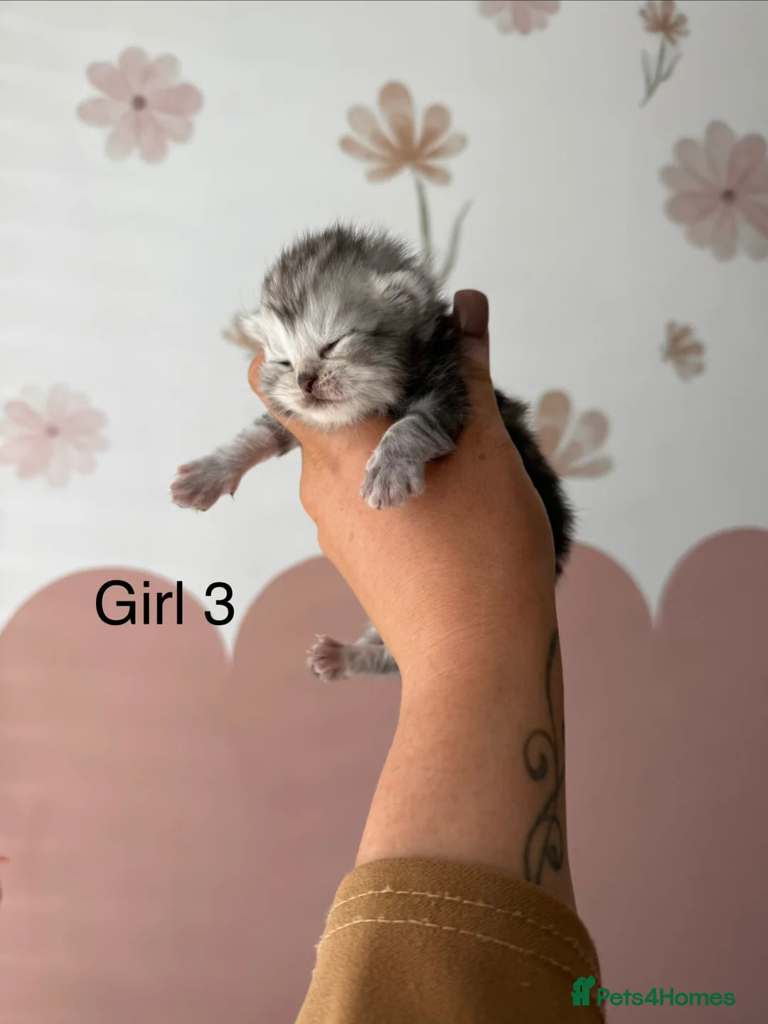 Persian cats for sale: Adorable half Persian kittens  in Wigston - Advert 1