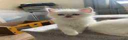 Ragdoll cats for sale: Ragdoll Kittens GCCF lilac and Blue beautiful  - Advert 8