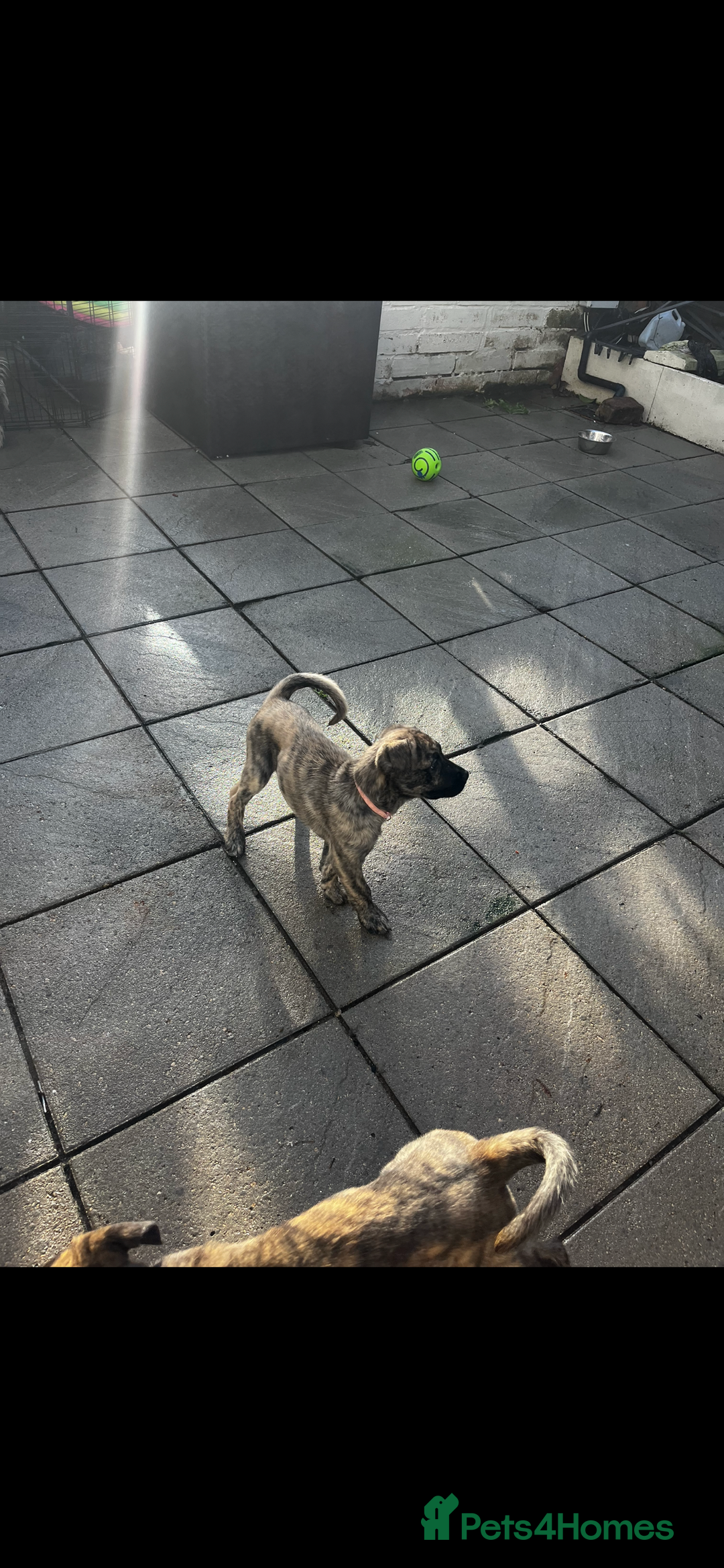 Mixed Breed dogs for sale: Zena Husky/canecorso mix🩷 - Image 4