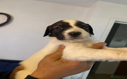 Mixed Breed dogs for sale: Cocker x collie pups  - Image 11