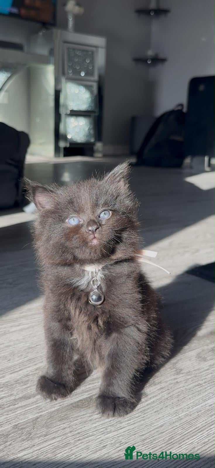 Mixed Breed cats Kitten looking for new home - Advert 1