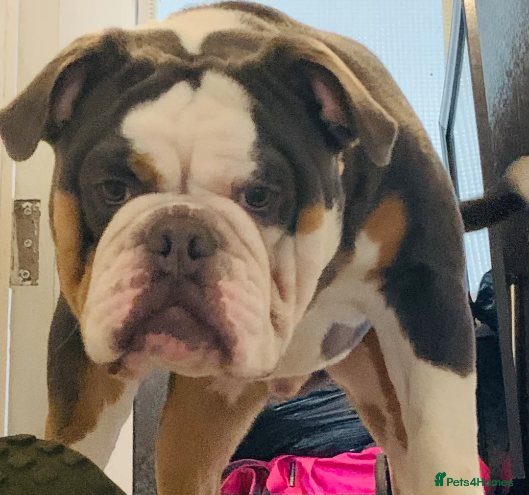 Olde English Bulldogge dogs for sale: Beautiful olde English bulldogs  in Ashton-under-Lyne - Advert 4
