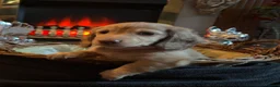 Miniature Dachshund dogs for sale: Champion Line KC Mini Longhair Dachshund Pups - Advert 13