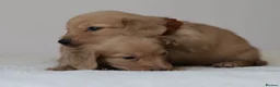 Miniature Dachshund dogs for sale: 5*Licensed+CREAM+LONGHAIR+Kc+PRACLEAR+VetChecked - Advert 12