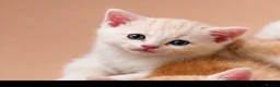 Mixed Breed cats for sale: Beautiful female white kittens  in Bradford - Advert 2