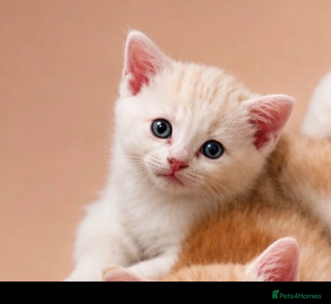 Mixed Breed cats for sale: Beautiful female white kittens  in Bradford - Advert 2