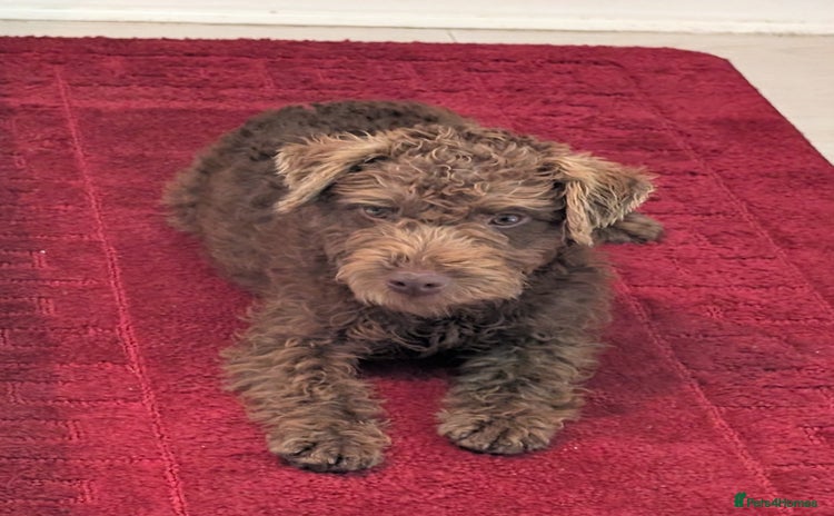 Patterdale Terrier dogs - Advert 1